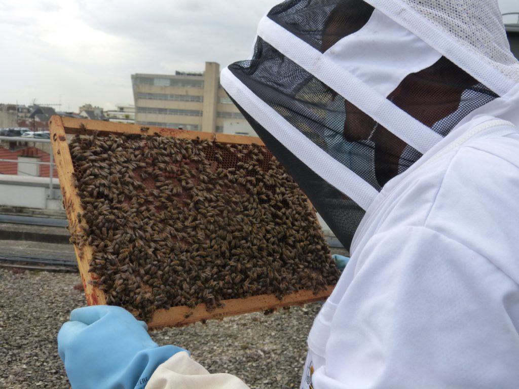 Les habitants de la ruche : l'Abeille ouvrière - Apis Cera
